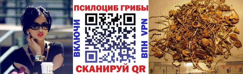 Галлюциногенные грибы Psilocybe  Купить где  Балей 